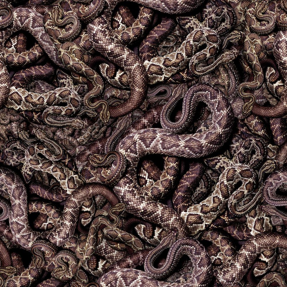 YEAR OF THE SNAKE