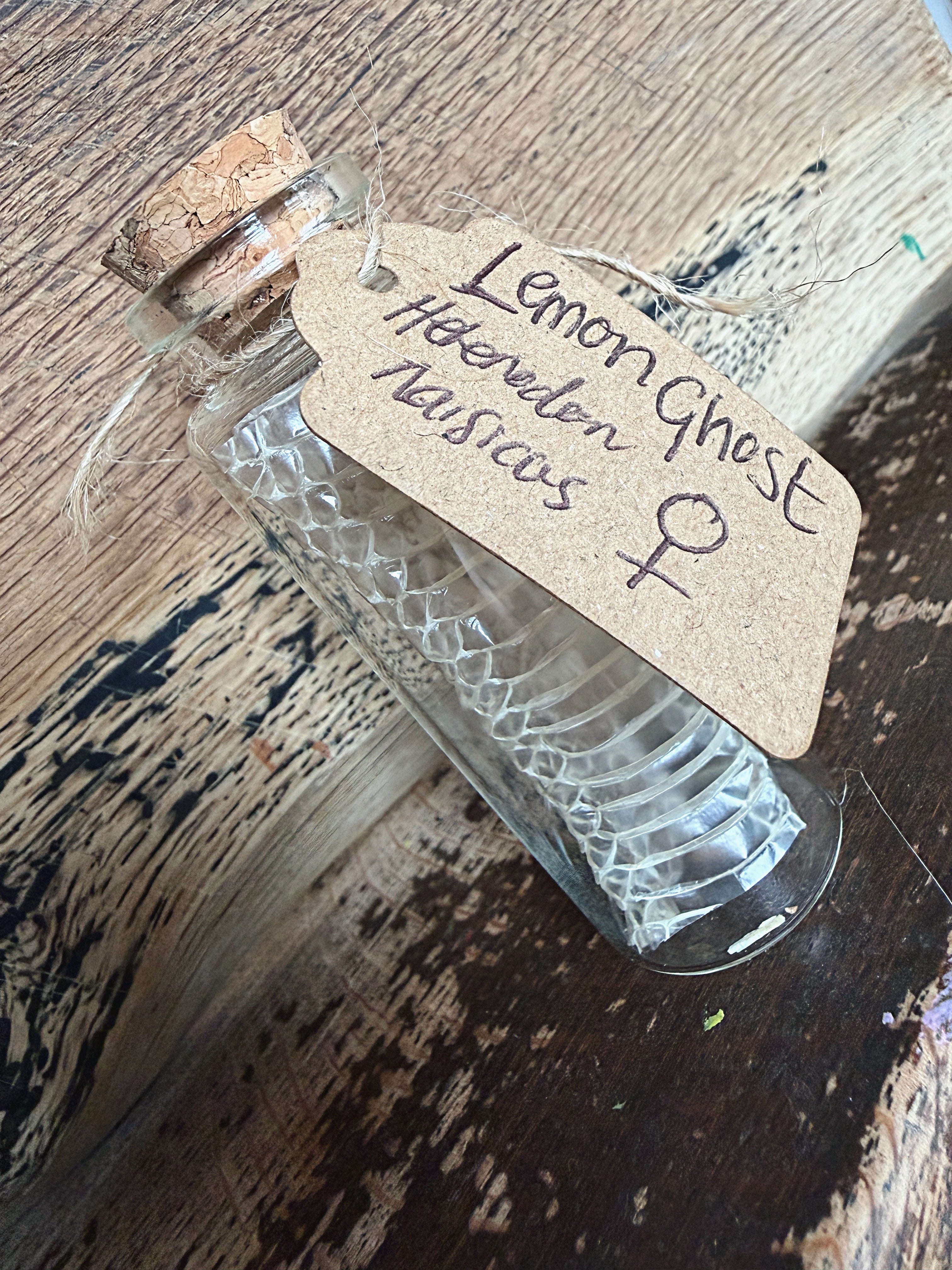 Snake Skin Vials - by Tubby's Family Snake Skins