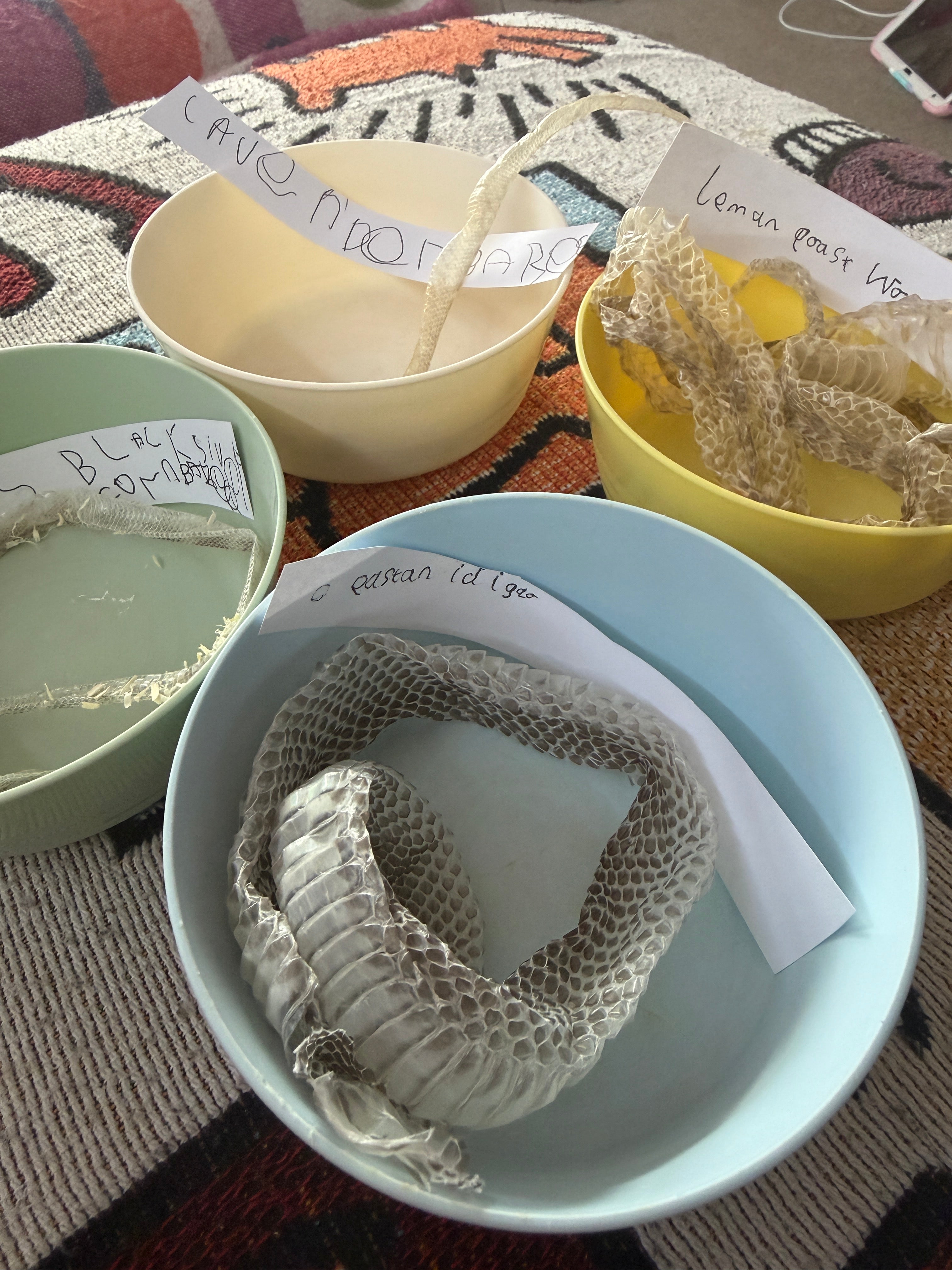 Snake Skin Vials - by Tubby's Family Snake Skins