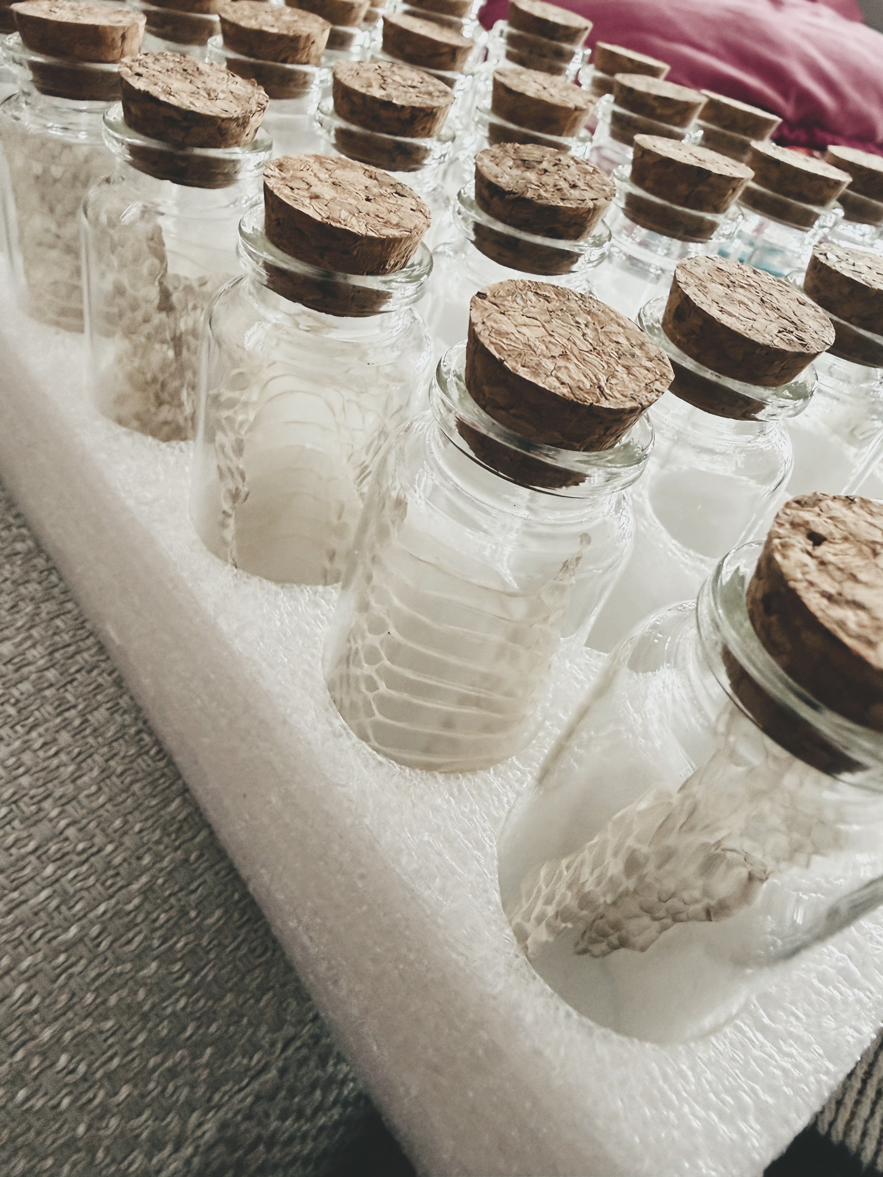 Snake Skin Vials - by Tubby's Family Snake Skins