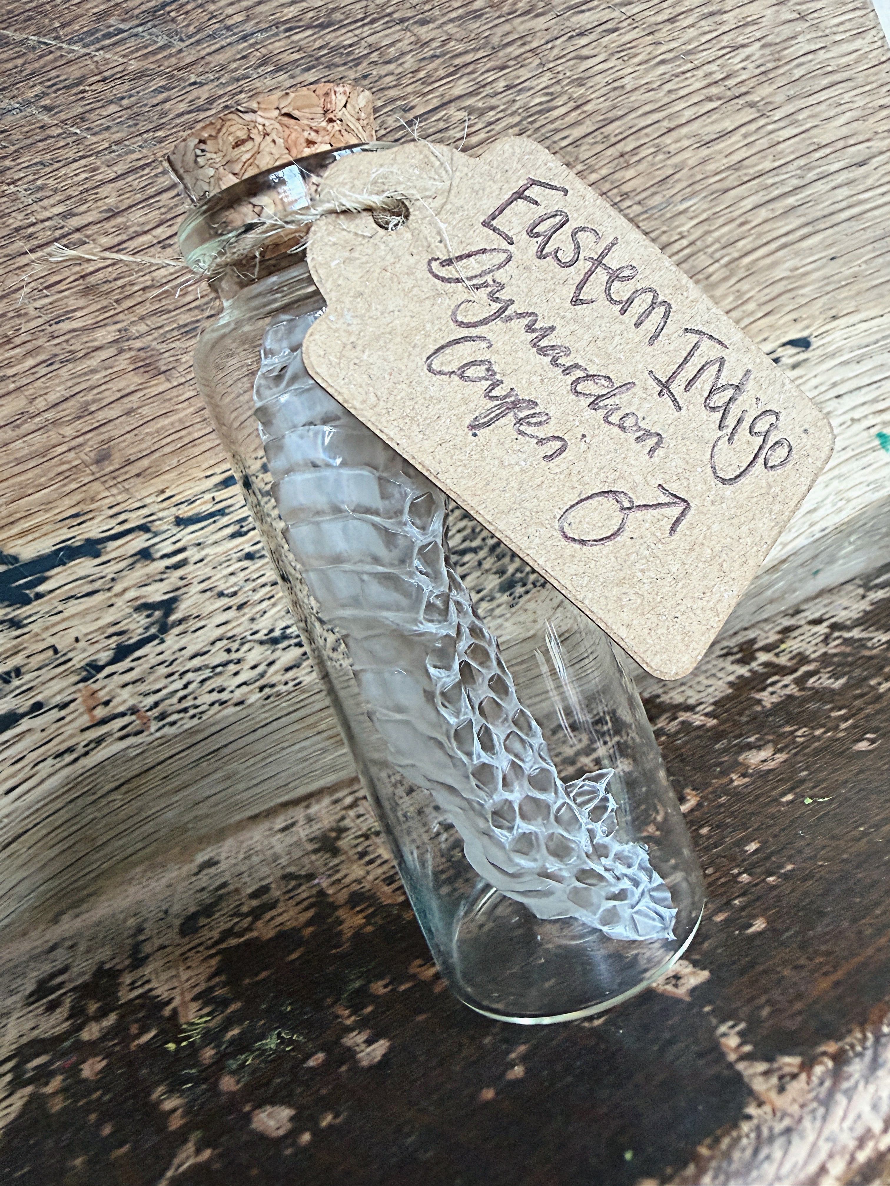 Snake Skin Vials - by Tubby's Family Snake Skins